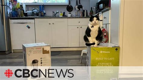 who put a cat into a blender|Sicko who put cat in blender, killed man after lover。